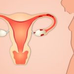 تغيرات الأعضاء التناسلية بعد الولادة